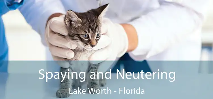 Spaying and Neutering Lake Worth - Florida