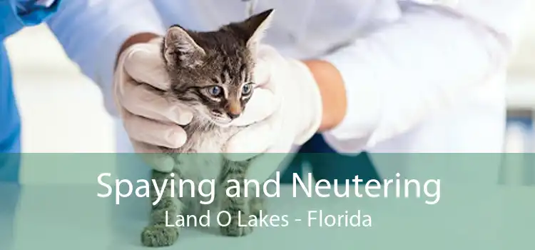Spaying and Neutering Land O Lakes - Florida