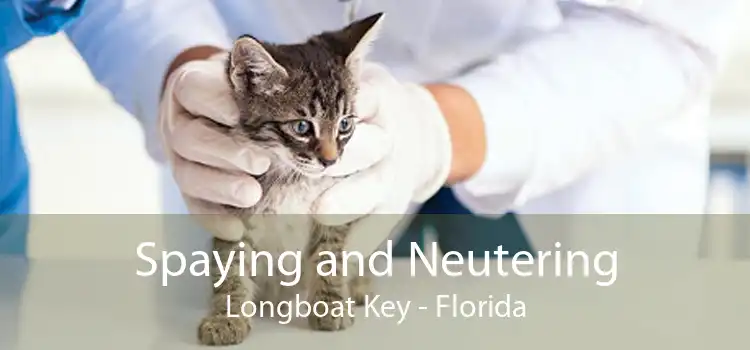 Spaying and Neutering Longboat Key - Florida