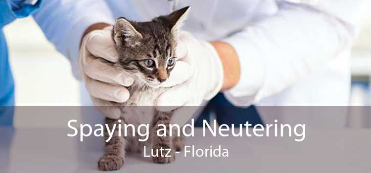 Spaying and Neutering Lutz - Florida