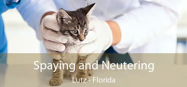 Spaying and Neutering Lutz - Florida