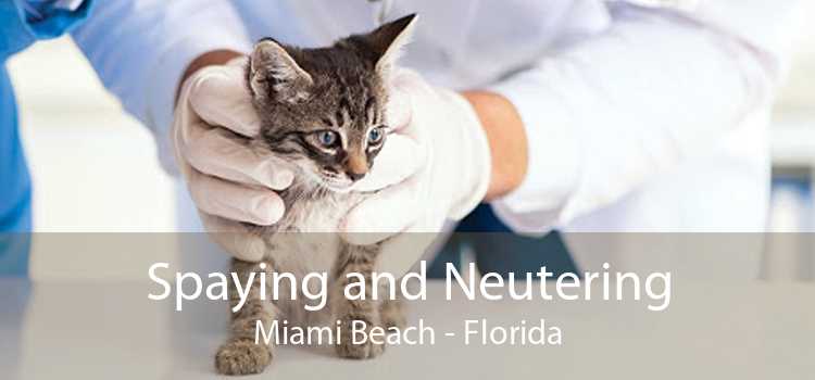 Spaying and Neutering Miami Beach - Florida