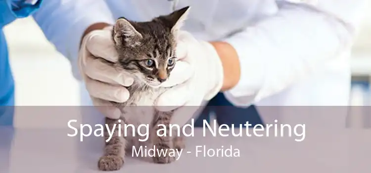 Spaying and Neutering Midway - Florida