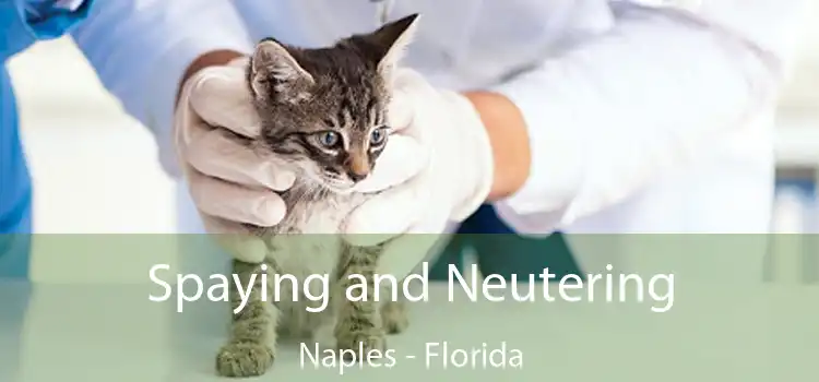 Spaying and Neutering Naples - Florida