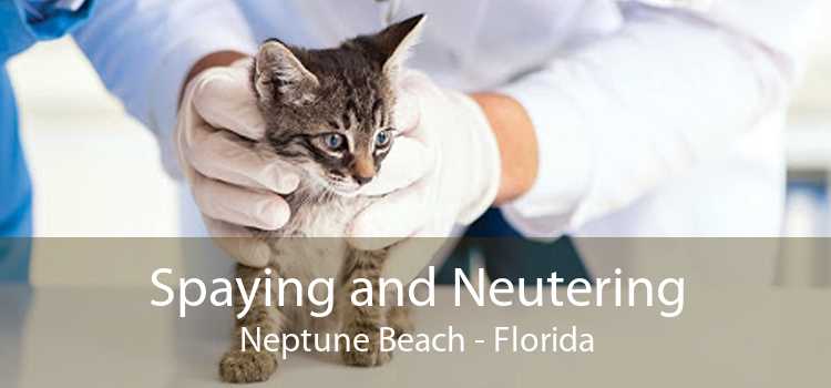 Spaying and Neutering Neptune Beach - Florida