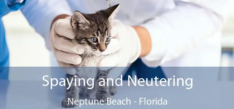Spaying and Neutering Neptune Beach - Florida