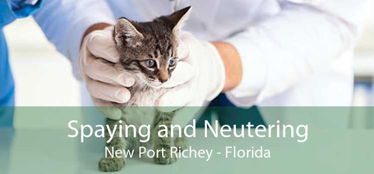 Spaying and Neutering New Port Richey - Florida