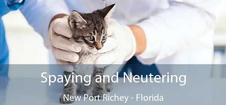 Spaying and Neutering New Port Richey - Florida