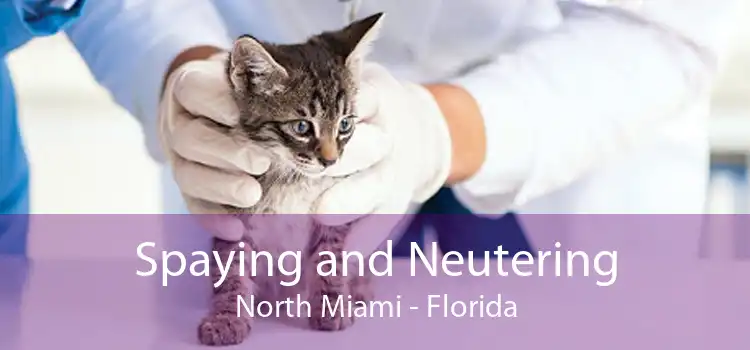 Spaying and Neutering North Miami - Florida