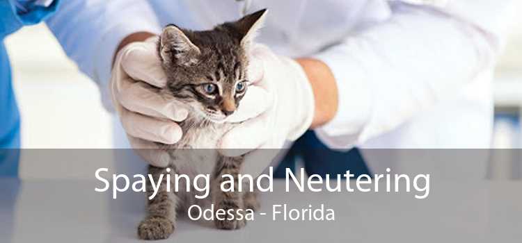 Spaying and Neutering Odessa - Florida