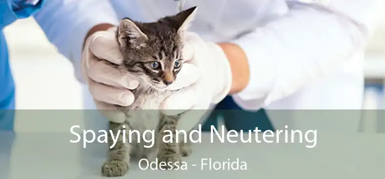 Spaying and Neutering Odessa - Florida
