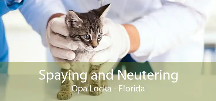 Spaying and Neutering Opa Locka - Florida
