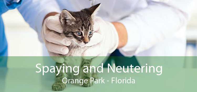 Spaying and Neutering Orange Park - Florida