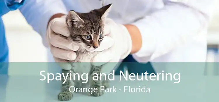 Spaying and Neutering Orange Park - Florida