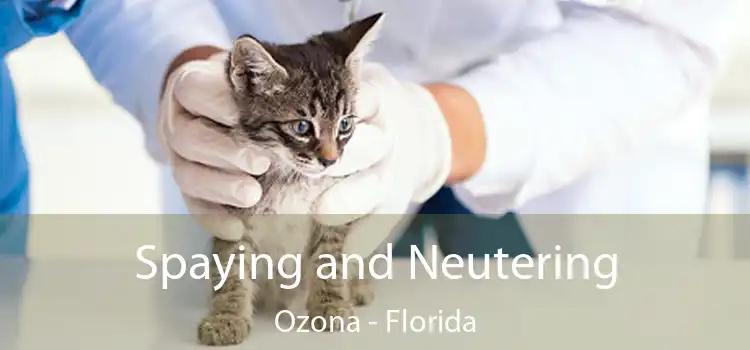 Spaying and Neutering Ozona - Florida