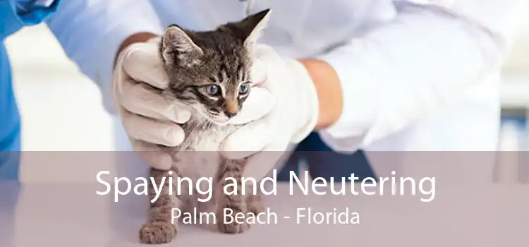 Spaying and Neutering Palm Beach - Florida