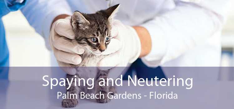Spaying and Neutering Palm Beach Gardens - Florida