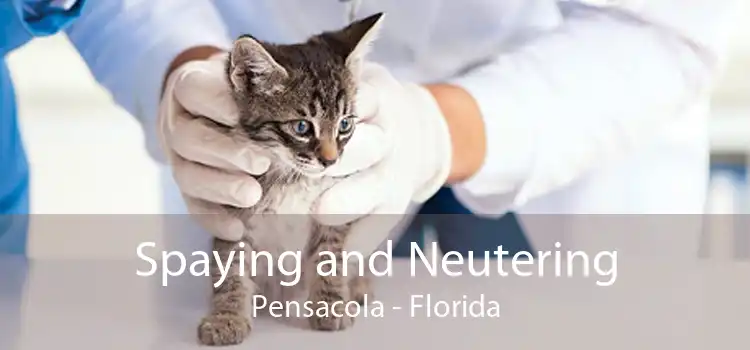 Spaying and Neutering Pensacola - Florida