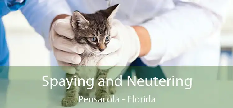 Spaying and Neutering Pensacola - Florida