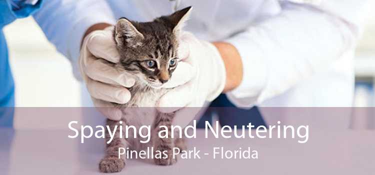 Spaying and Neutering Pinellas Park - Florida