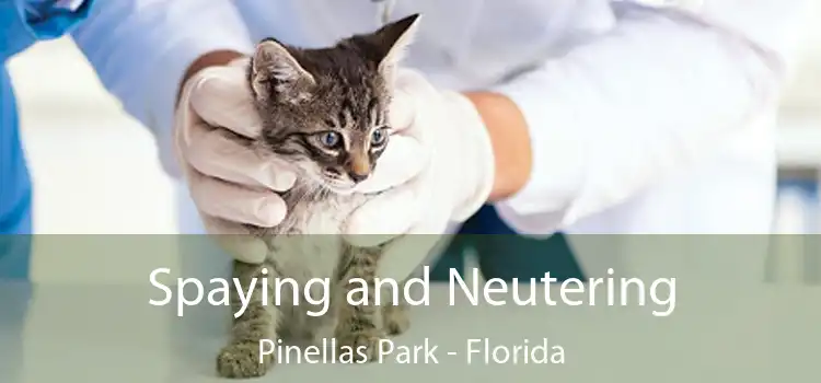 Spaying and Neutering Pinellas Park - Florida
