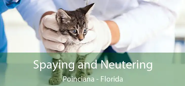 Spaying and Neutering Poinciana - Florida
