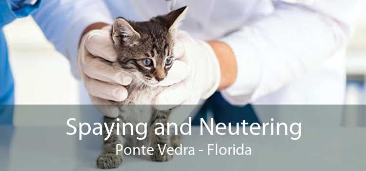 Spaying and Neutering Ponte Vedra - Florida