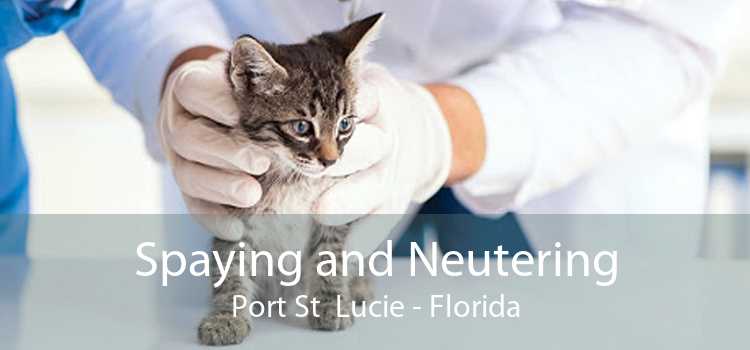 Spaying and Neutering Port St  Lucie - Florida