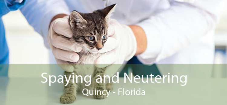 Spaying and Neutering Quincy - Florida