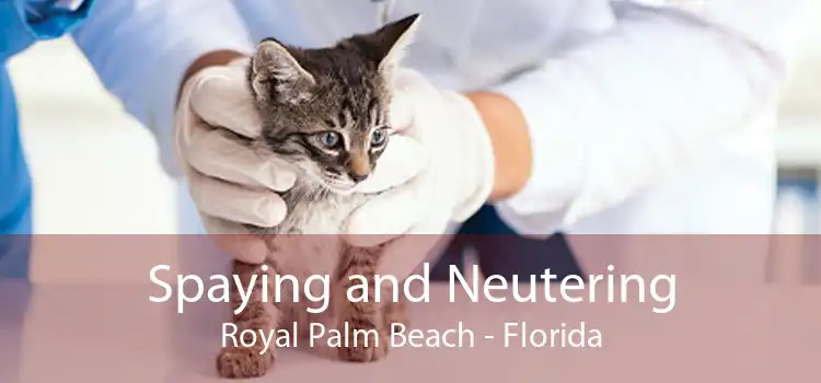 Spaying and Neutering Royal Palm Beach - Florida