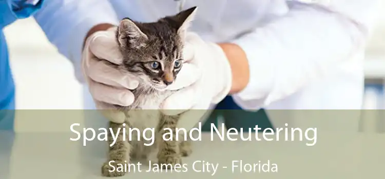 Spaying and Neutering Saint James City - Florida