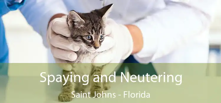 Spaying and Neutering Saint Johns - Florida