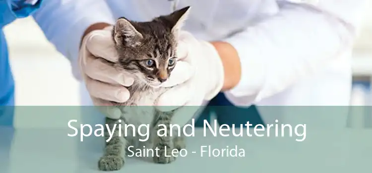 Spaying and Neutering Saint Leo - Florida