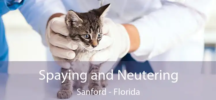 Spaying and Neutering Sanford - Florida