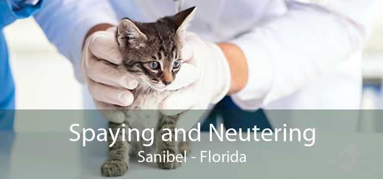 Spaying and Neutering Sanibel - Florida