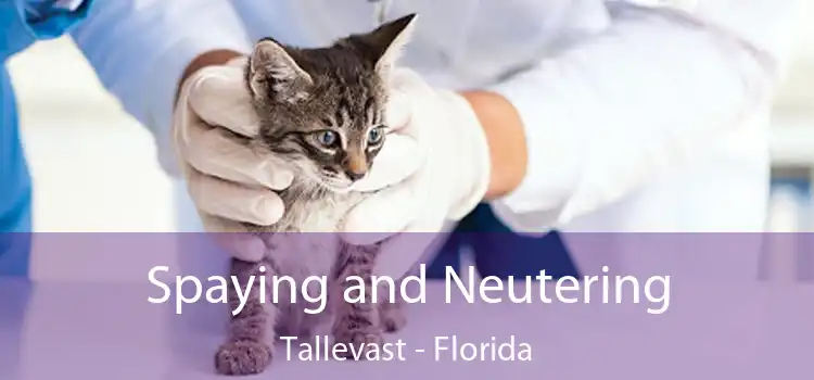 Spaying and Neutering Tallevast - Florida