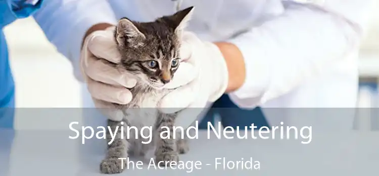 Spaying and Neutering The Acreage - Florida