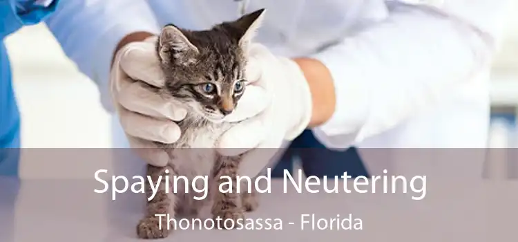 Spaying and Neutering Thonotosassa - Florida