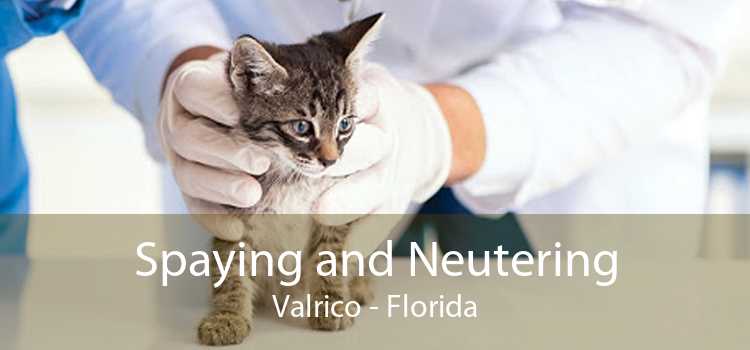 Spaying and Neutering Valrico - Florida