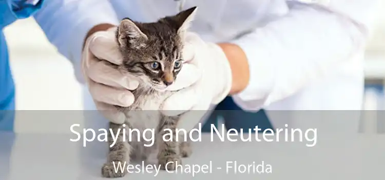 Spaying and Neutering Wesley Chapel - Florida
