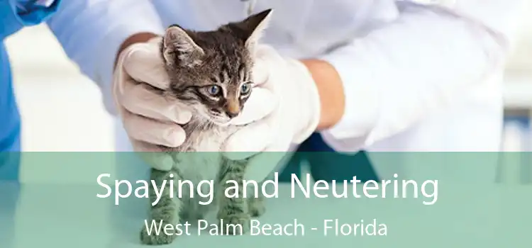 Spaying and Neutering West Palm Beach - Florida