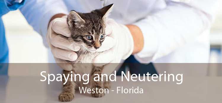 Spaying and Neutering Weston - Florida