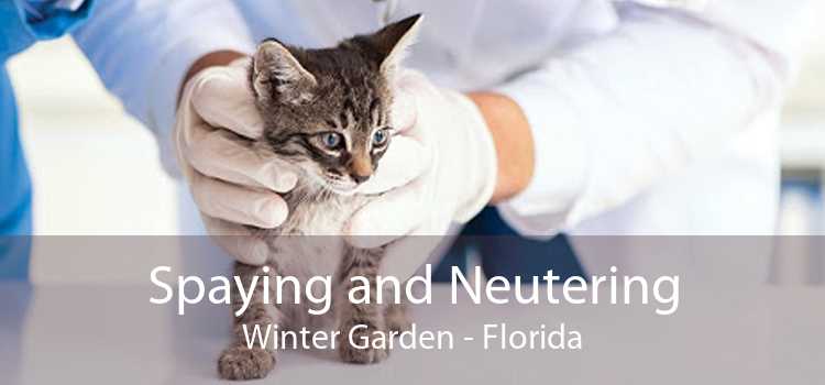 Spaying and Neutering Winter Garden - Florida