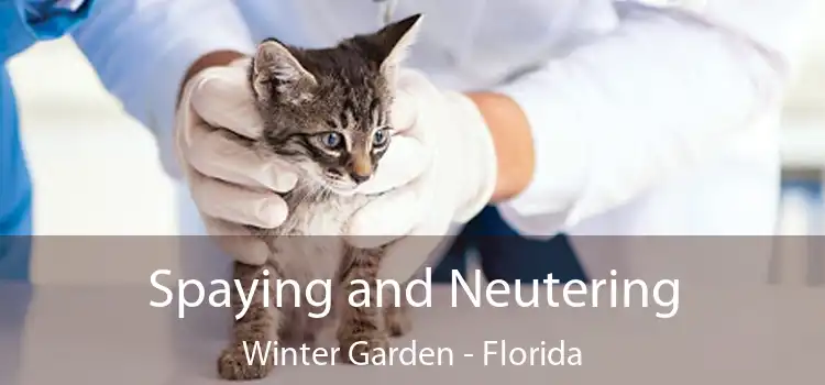 Spaying and Neutering Winter Garden - Florida