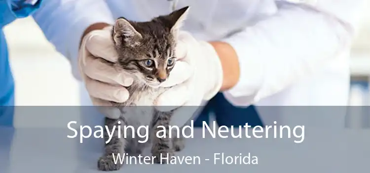 Spaying and Neutering Winter Haven - Florida