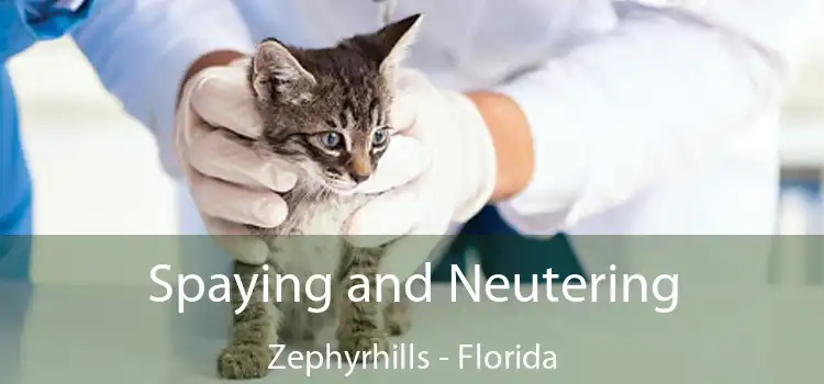 Spaying and Neutering Zephyrhills - Florida