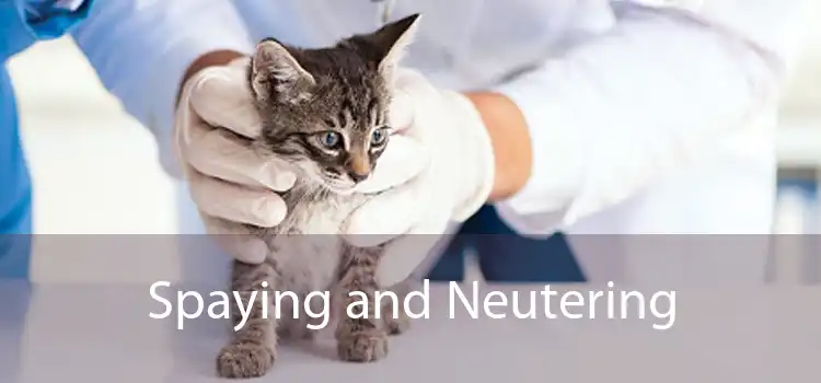Spaying and Neutering