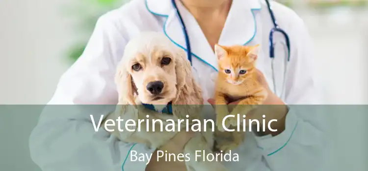 Veterinarian Clinic Bay Pines Florida