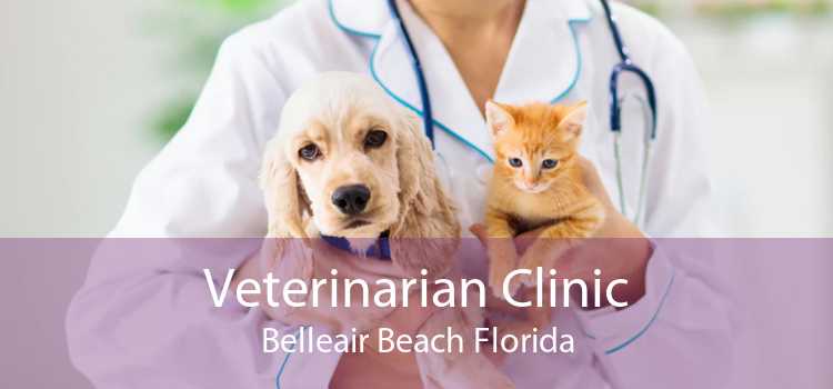 Veterinarian Clinic Belleair Beach Florida