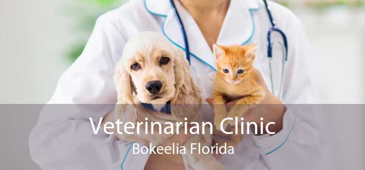 Veterinarian Clinic Bokeelia Florida